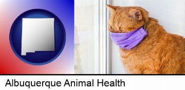 red cat wearing a purple medical mask in Albuquerque, NM