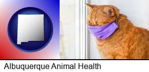 Albuquerque, New Mexico - red cat wearing a purple medical mask