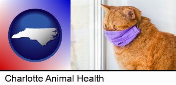 red cat wearing a purple medical mask in Charlotte, NC