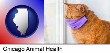red cat wearing a purple medical mask in Chicago, IL