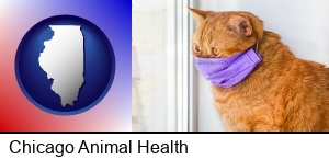 Chicago, Illinois - red cat wearing a purple medical mask