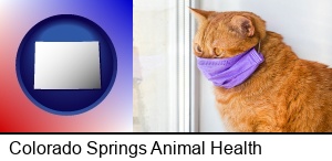 Colorado Springs, Colorado - red cat wearing a purple medical mask