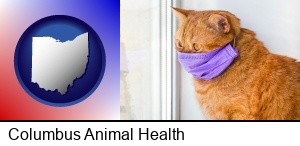Columbus, Ohio - red cat wearing a purple medical mask
