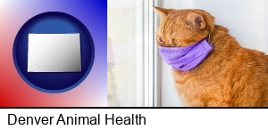 Denver, Colorado - red cat wearing a purple medical mask