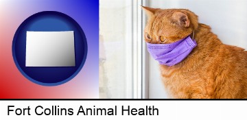 red cat wearing a purple medical mask in Fort Collins, CO