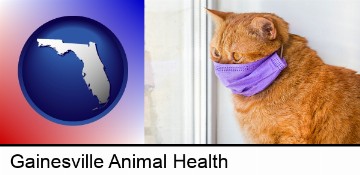 red cat wearing a purple medical mask in Gainesville, FL