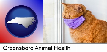 red cat wearing a purple medical mask in Greensboro, NC