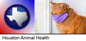 red cat wearing a purple medical mask in Houston, TX