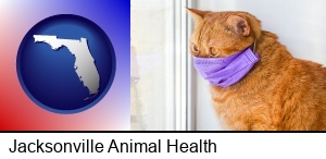 Jacksonville, Florida - red cat wearing a purple medical mask