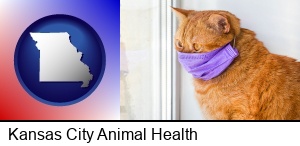 Kansas City, Missouri - red cat wearing a purple medical mask