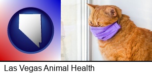 Las Vegas, Nevada - red cat wearing a purple medical mask