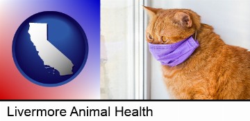 red cat wearing a purple medical mask in Livermore, CA
