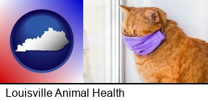 Louisville, Kentucky - red cat wearing a purple medical mask