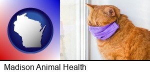 Madison, Wisconsin - red cat wearing a purple medical mask
