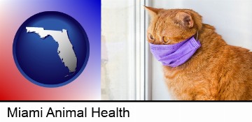 red cat wearing a purple medical mask in Miami, FL