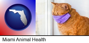 Miami, Florida - red cat wearing a purple medical mask