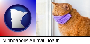 Minneapolis, Minnesota - red cat wearing a purple medical mask