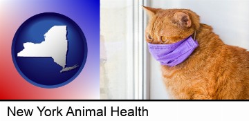 red cat wearing a purple medical mask in New York, NY