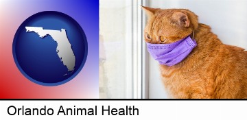 red cat wearing a purple medical mask in Orlando, FL