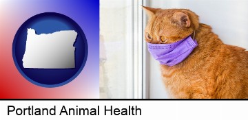 red cat wearing a purple medical mask in Portland, OR