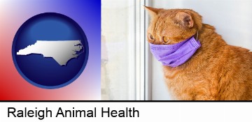 red cat wearing a purple medical mask in Raleigh, NC