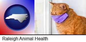 Raleigh, North Carolina - red cat wearing a purple medical mask