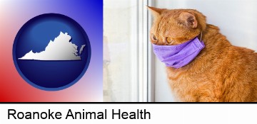 red cat wearing a purple medical mask in Roanoke, VA