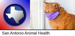 San Antonio, Texas - red cat wearing a purple medical mask