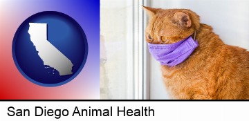red cat wearing a purple medical mask in San Diego, CA