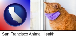 San Francisco, California - red cat wearing a purple medical mask