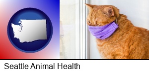 Seattle, Washington - red cat wearing a purple medical mask
