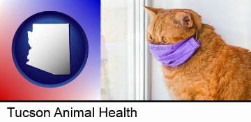 red cat wearing a purple medical mask in Tucson, AZ