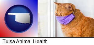 Tulsa, Oklahoma - red cat wearing a purple medical mask