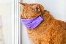 red cat wearing a purple medical mask