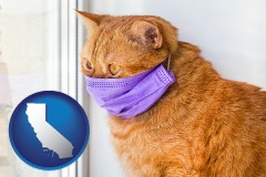 california map icon and red cat wearing a purple medical mask