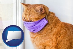 connecticut red cat wearing a purple medical mask