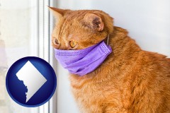 washington-dc map icon and red cat wearing a purple medical mask