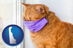 delaware map icon and red cat wearing a purple medical mask