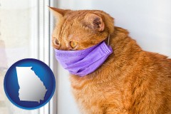 georgia red cat wearing a purple medical mask