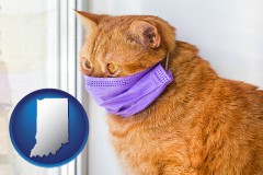 indiana map icon and red cat wearing a purple medical mask