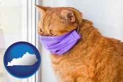 kentucky map icon and red cat wearing a purple medical mask