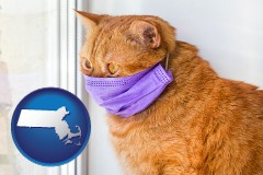 massachusetts red cat wearing a purple medical mask
