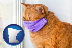 minnesota red cat wearing a purple medical mask