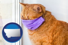 montana map icon and red cat wearing a purple medical mask