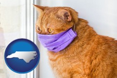 north-carolina red cat wearing a purple medical mask