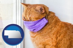 nebraska map icon and red cat wearing a purple medical mask