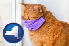 new-york map icon and red cat wearing a purple medical mask