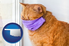 oklahoma red cat wearing a purple medical mask