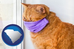 south-carolina map icon and red cat wearing a purple medical mask