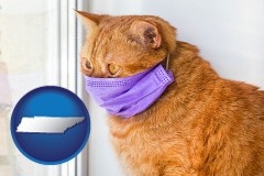 tennessee map icon and red cat wearing a purple medical mask